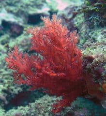 algas Gelidium